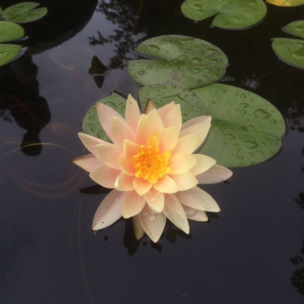 Meet your Posher, Sibylle